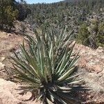 Yucca baccata leaf picture by tyler munson (cc-by-sa)