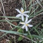 Leucocrinum montanum flower picture by Jennifer MacDonald (cc-by-sa)