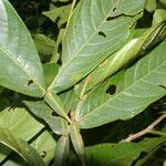 Inga venusta leaf picture by Nelson Zamora Villalobos (cc-by-nc)