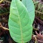 Angadenia lindeniana leaf picture by Trap Hers (cc-by-sa)