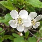 Prunus domestica flower picture by laurent boniface (cc-by-sa)