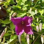 Clematis viticella flower picture by Diane Doppler (cc-by-sa)