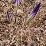 Brodiaea elegans flower picture by Barbara Mack (cc-by-sa)