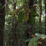 Eugenia hartshornii fruit picture by Nelson Zamora Villalobos (cc-by-nc)