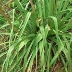 Kniphofia uvaria leaf picture by Prieta Javier (cc-by-sa)