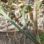 Moraea sisyrinchium leaf picture by Prieta Javier (cc-by-sa)