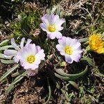 Calandrinia affinis habit picture by Fabien Anthelme (cc-by-sa)