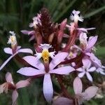 Epidendrum ibaguense flower picture by Jaime Perez (cc-by-sa)