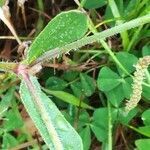 Silene gallica leaf picture by Prieta Javier (cc-by-sa)