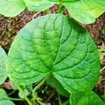 Viola mirabilis leaf picture by pan peter (cc-by-sa)