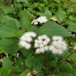 Ageratina adenophora flower picture by Pereira Jorge (cc-by-sa)