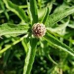 Centaurea nigra fruit picture by Frédéric Faure (cc-by-sa)