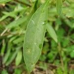 Coreopsis lanceolata leaf picture by akumajla (cc-by-sa)