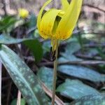 Erythronium umbilicatum flower picture by Tom Jones (cc-by-sa)