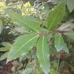 Laurus nobilis leaf picture by Jonathan Minchin (cc-by-sa)