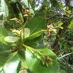 Anacardium occidentale flower picture by Yves Demouy (cc-by-sa)