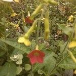 Nicotiana tabacum flower picture by neve rebekka (cc-by-sa)