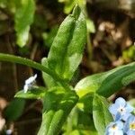 Myosotis sylvatica leaf picture by geppe (cc-by-sa)