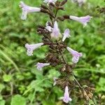 Clinopodium nepeta flower picture by louna revillon (cc-by-sa)