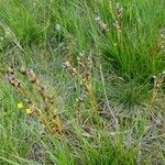 Juncus squarrosus flower picture by Bea Logtenberg (cc-by-sa)