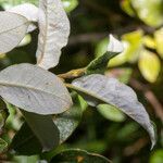 Salix helvetica leaf picture by Martin Bishop (cc-by-sa)