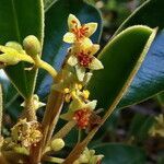 Solmsia calophylla flower picture by Richard Chesher (cc-by-sa)