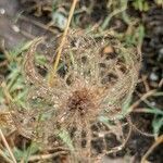 Doronicum grandiflorum fruit picture by Alaskaa (cc-by-sa)