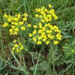 Euphorbia cyparissias flower picture by Bovanović (cc-by-sa)