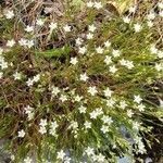 Minuartia recurva leaf picture by Muriel Barrat (cc-by-sa)