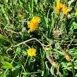 Sonchus maritimus flower picture by Pegenaute i Ferri Isidre (cc-by-sa)