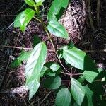 Aristotelia chilensis leaf picture by Ortiz Carlos (cc-by-sa)