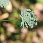 Astrantia carniolica flower picture by Jani Zadrgal (cc-by-sa)