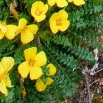 Morisia monanthos flower picture by Alain Lagrave (cc-by-sa)