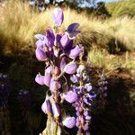 Lupinus montanus flower picture by Fabien Anthelme (cc-by-sa)