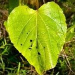 Clerodendrum speciosissimum leaf picture by nicoplant (cc-by-sa)