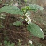 Lippia alba fruit picture by rogelio garcia prado (cc-by-sa)