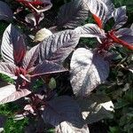 Amaranthus cruentus leaf picture by bylal (cc-by-sa)