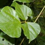 Rhynchosia erythrinoides leaf picture by Nelson Zamora Villalobos (cc-by-nc)