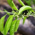 Sideroxylon stenospermum habit picture by Nelson Zamora Villalobos (cc-by-nc)