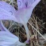 Colchicum variegatum flower picture by Esin Bozdogangil (cc-by-sa)