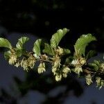 Nothofagus antarctica flower picture by Daniel Barthelemy (cc-by-nc)