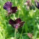 Geranium phaeum flower picture by Heinz Süllwold (cc-by-sa)