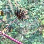 Bidens bipinnata fruit picture by myriam pied (cc-by-sa)