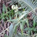 Baccharis punctulata leaf picture by Trap Hers (cc-by-sa)