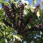 Schefflera actinophylla fruit picture by Lamu FED (cc-by-sa)