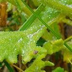 Senecio elegans leaf picture by Pierre LEON (cc-by-sa)