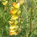 Astragalus penduliflorus flower picture by Michel Julien-Laferrière (cc-by-sa)