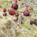 Rosa canina fruit picture by Célestin Arnoux (cc-by-sa)