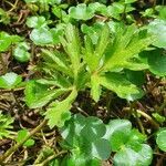 Ranunculus multifidus leaf picture by susan brown (cc-by-sa)