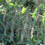 Coriaria ruscifolia habit picture by Daniel Barthelemy (cc-by-nc)